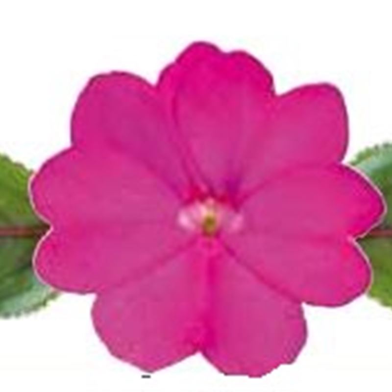 Lilac® Compact